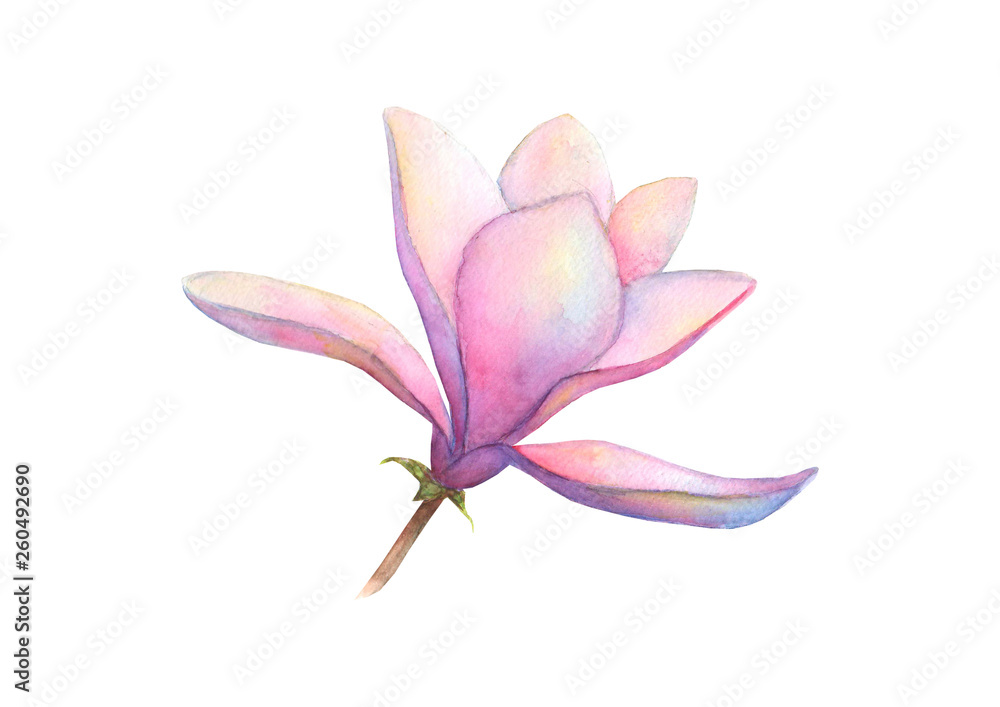 Watercolor beautiful magnolia flower isolated on white background. Watercolour spring elegant botanical illustration