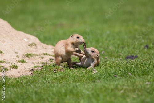 Photography Cute baby animals playing