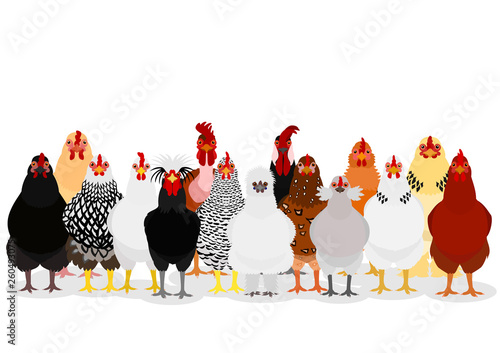 Canvas Print various chicken group