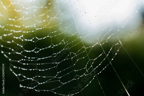 Spider web in morning dew, abstract image against green backdrop