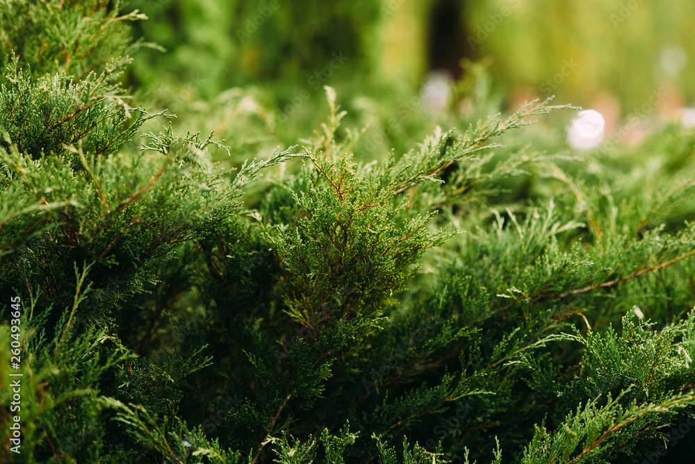 green conifer shrubs in the garden green conifer shrubs in the garden