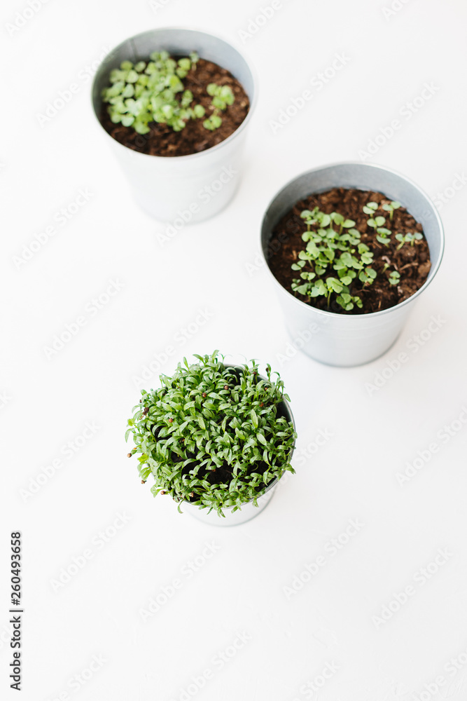 Herbs seedlings in metal pots Herbs seedlings in metal pots