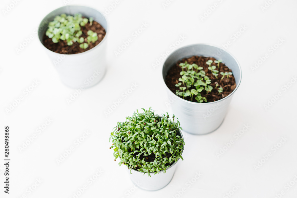 Herbs seedlings in metal pots Herbs seedlings in metal pots