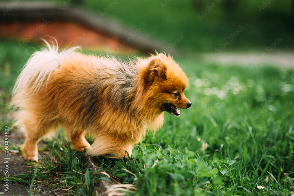 small funny dog red brown on the grass