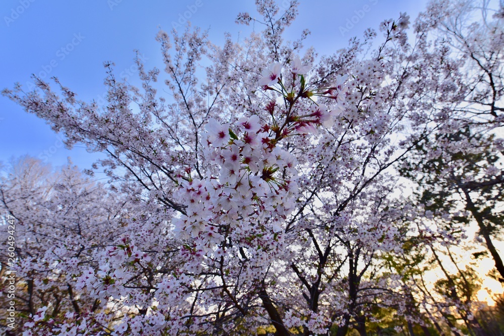 日本の夜景の桜