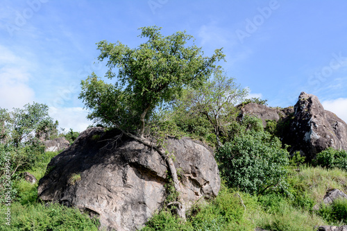 Landscape in Manyara National Park