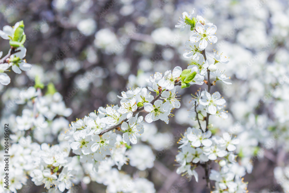 Cherry blossoms in full bloom or Sakura flower on nature background Cherry blossoms in full bloom or Sakura flower on nature background