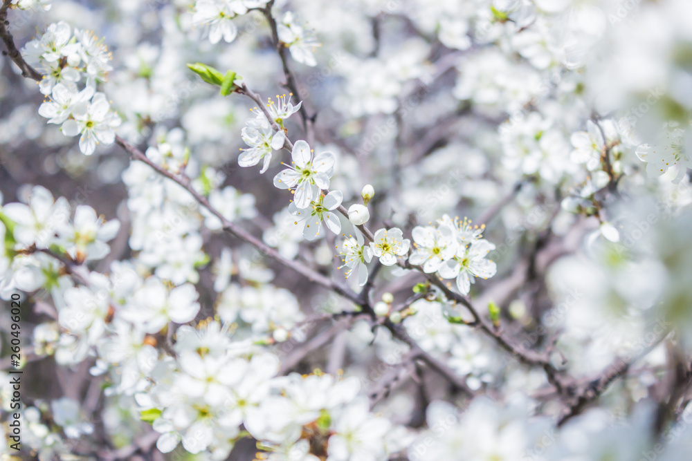 White flowers of the cherry blossoms on a spring day