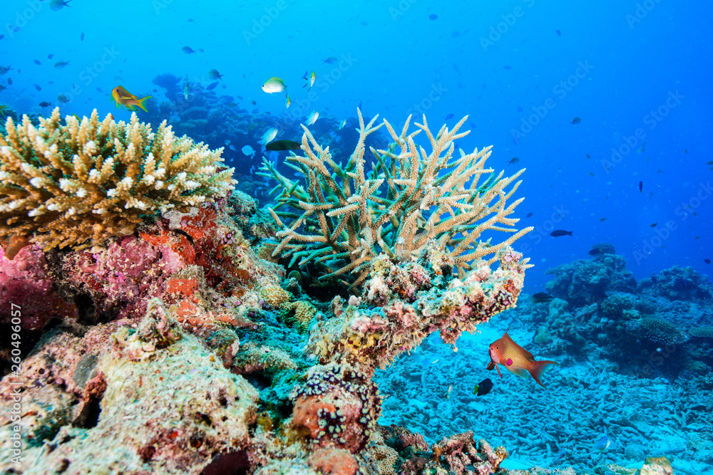 Naklejka premium Diving the Maldives