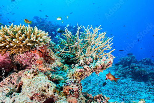 Diving the Maldives