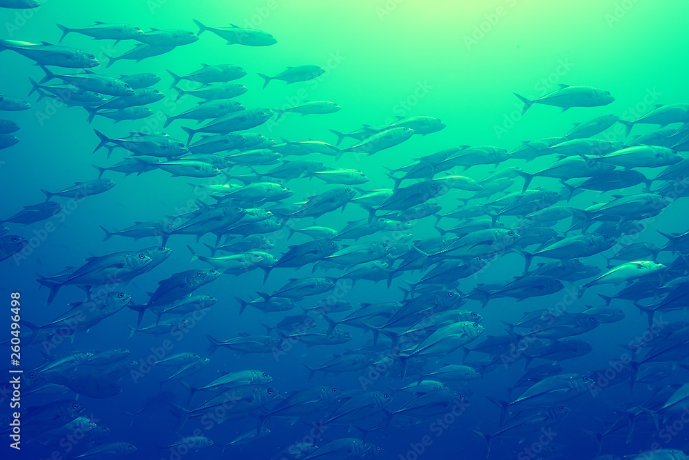 Fototapeta premium coral reef vintage toning / unusual landscape, underwater life, ocean nature