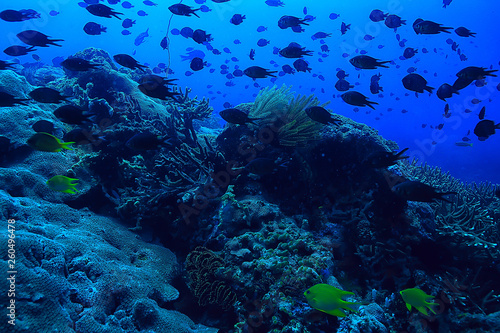 Fototapeta Naklejka Na Ścianę i Meble -  gorgonian large branching coral on the reef / seascape underwater life in the ocean