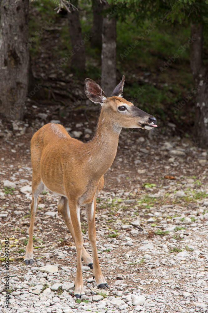 Vertical view of young female white-tailed deer standing staring to her left with tongue hanging out, Anticosti, Quebec, Canada Vertical view of young female white-tailed deer standing staring to her left with tongue hanging out, Anticosti, Quebec, Canada