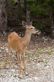 Vertical view of young female white-tailed deer standing staring to her left with tongue hanging out, Anticosti, Quebec, Canada