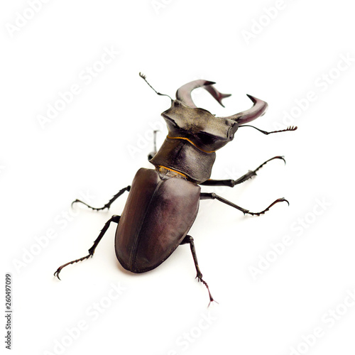 Stag-beetle (Lucanus cervus) closeup isolated on white background