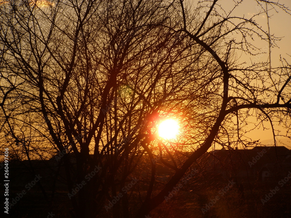 forest orange sunset tree sky sun winter nature silhouette sunrise landscape forest orange sunset tree sky sun winter nature silhouette sunrise landscape