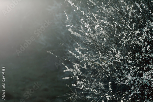 Wallpaper Mural Hawthorn springtime blossom abstract photo Torontodigital.ca