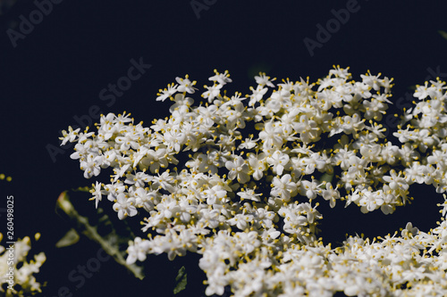 Black elder white flowers photo