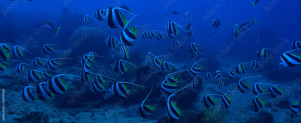 marine ecosystem underwater view / blue ocean wild nature in the sea, abstract background marine ecosystem underwater view / blue ocean wild nature in the sea, abstract background
