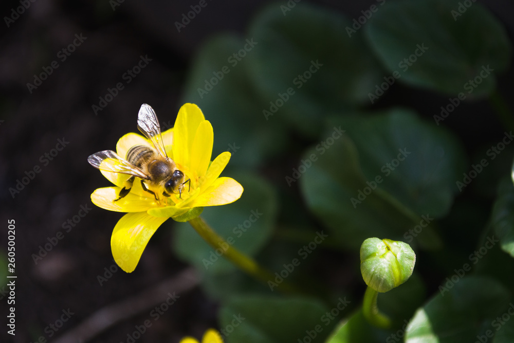 Fototapeta premium bee on a flower