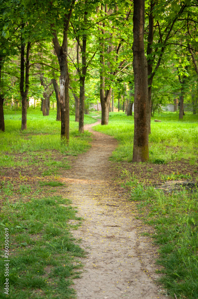 path between trees in the park