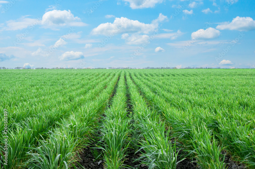 Green field of wheat with beautiful clouds. Green background. Green Wheat