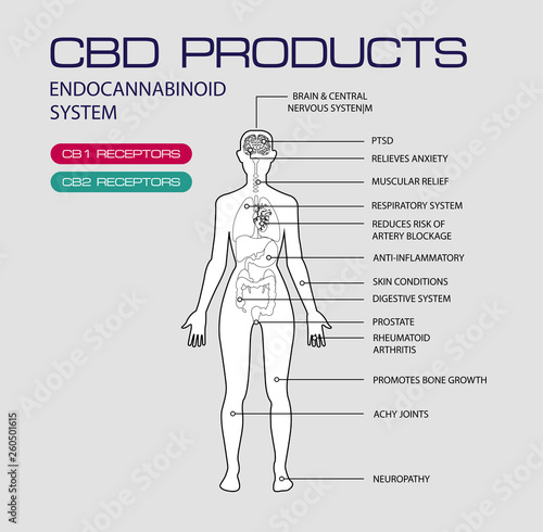 cbd products endocannabinoid system cb1 and cb2 receptors