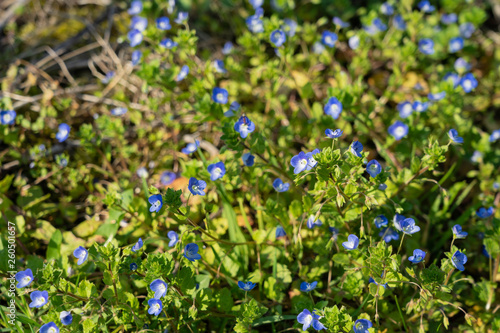 Blaue Wiesenblumen bl  hen auf einer Wiese im Fr  hling  gamander Ehrenpreis Veronica chamaedrys