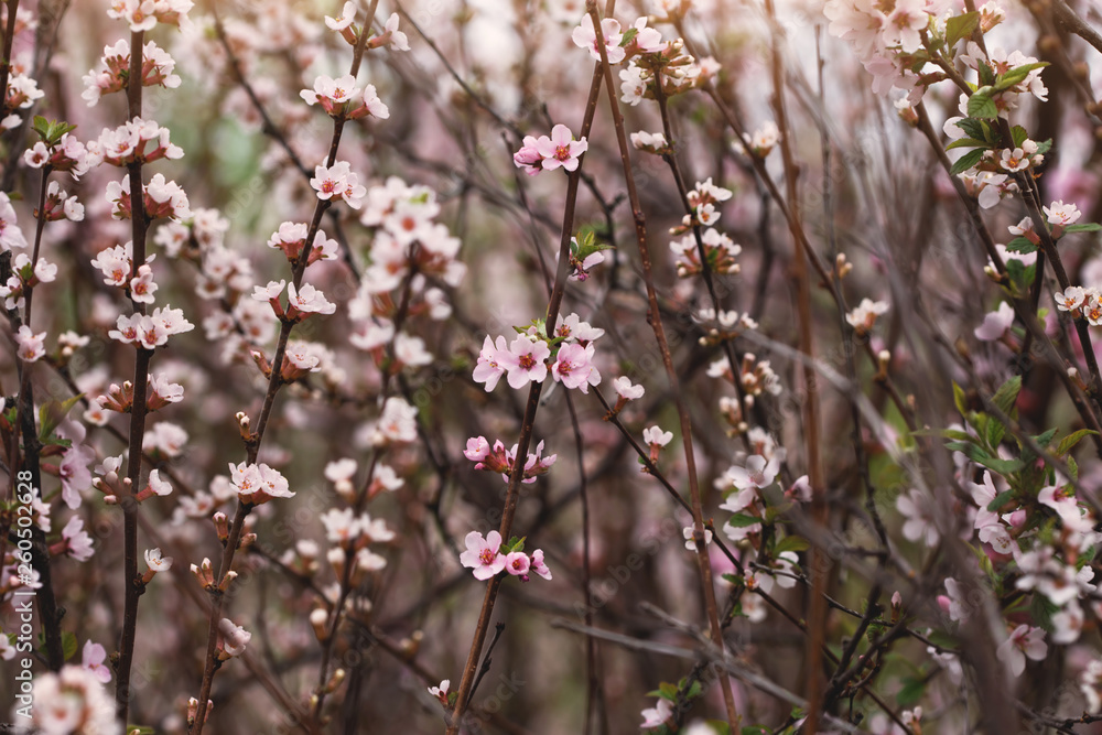 blooming tree in spring, outdoor nature photo blooming tree in spring, outdoor nature photo
