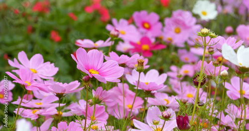 Pink cosmos flower field