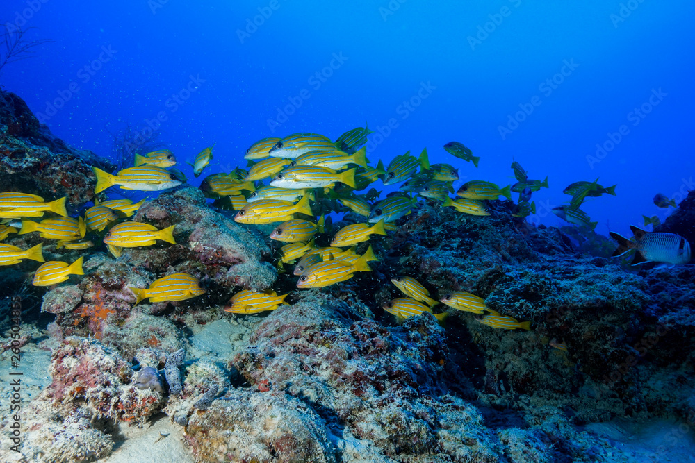 Obraz premium Diving the Maldives