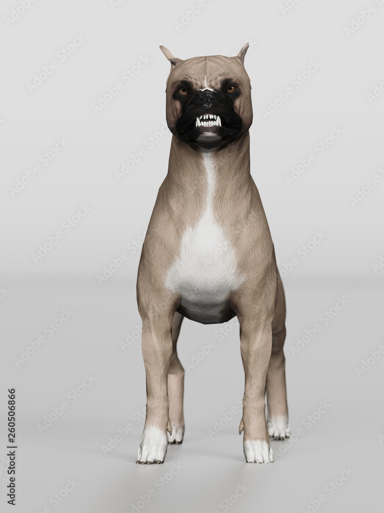 Boxer dog looking angry and growling 3d render Stock Illustration | Adobe  Stock