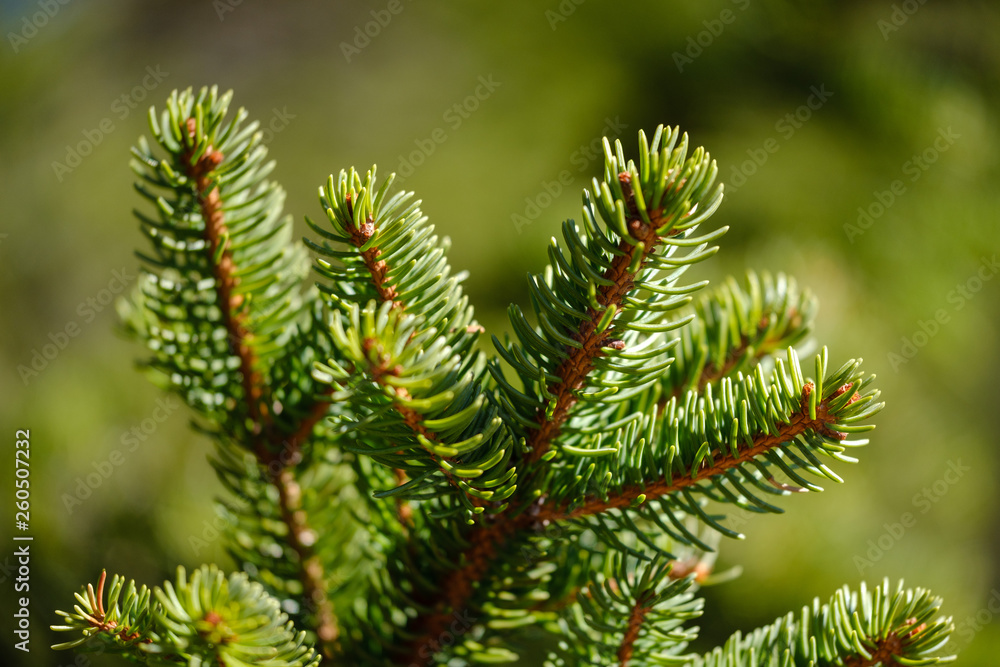 Green spruce tree branches in spring Green spruce tree branches in spring