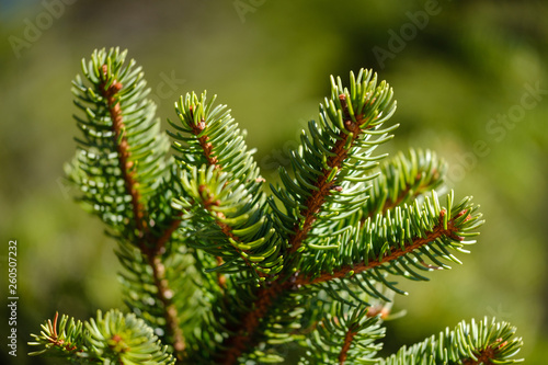 Green spruce tree branches in spring