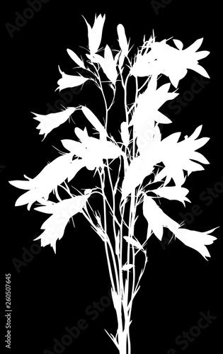 bunch of white forest campanula flowers on black