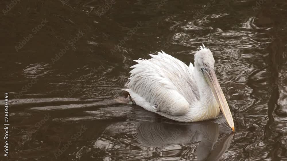 Pelecanus Erythrorhynchos - American White Pelican on river Pelecanus Erythrorhynchos - American White Pelican on river