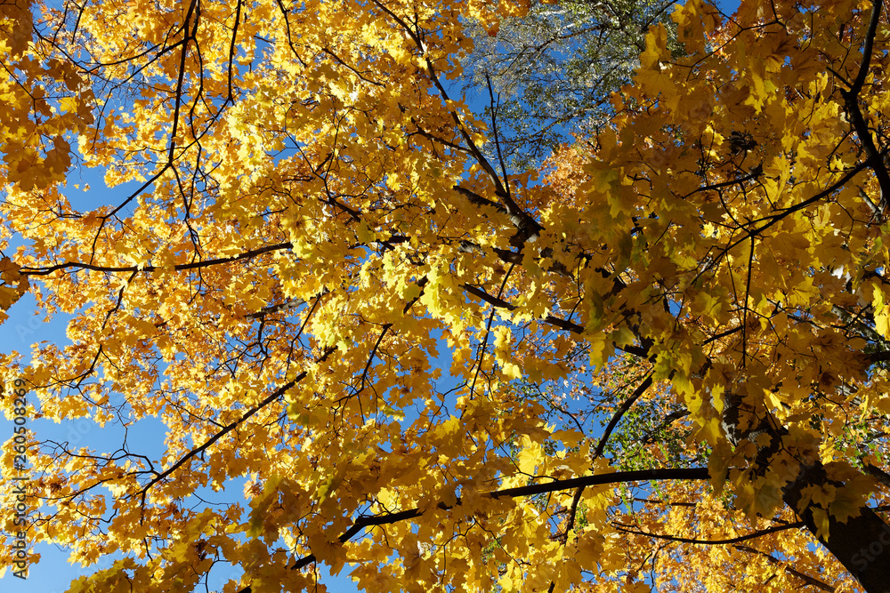 Yellow autumn maple trees. The view is not the crown of the tree below. Yellow autumn maple trees. The view is not the crown of the tree below.