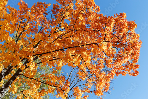 Golden autumn. Maple branches with orange and red foliage.