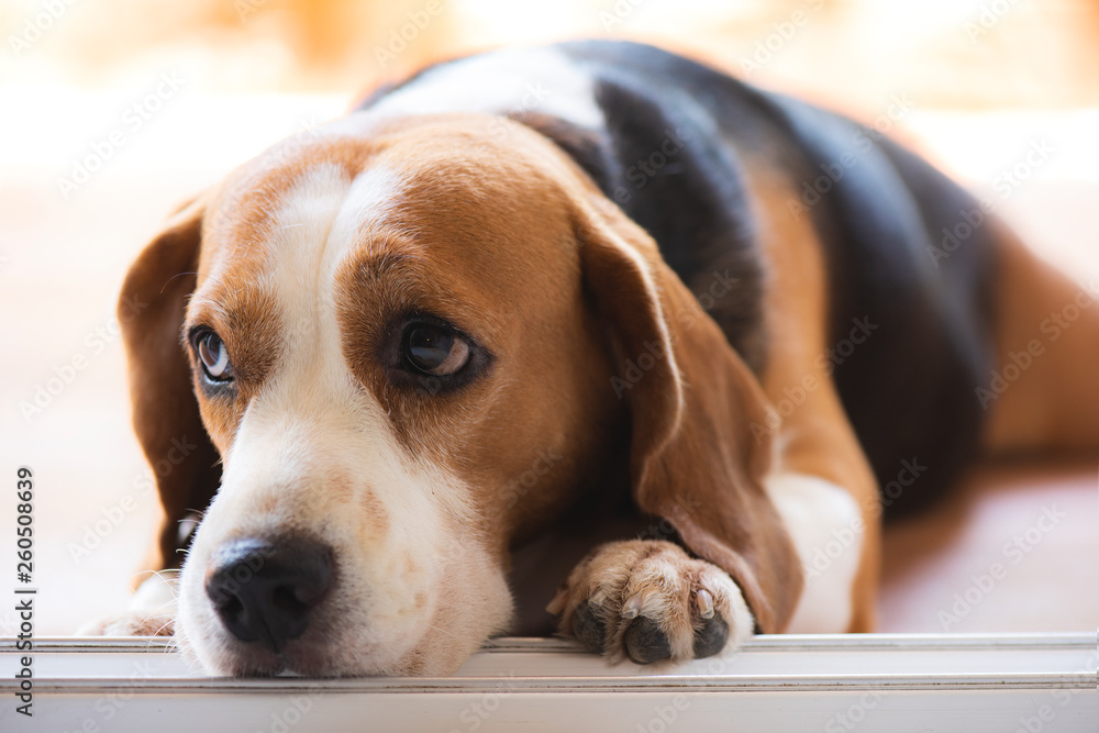 Beagle dogs are looking with poor eyesight