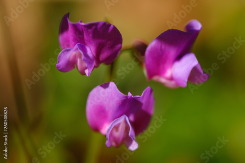 Εκτύπωση καμβά Violet everlasting pea in spring forest