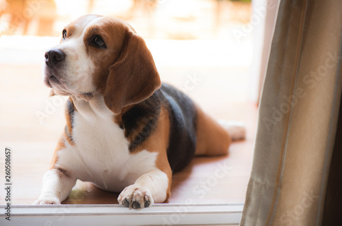The beagle dog is looking through the door