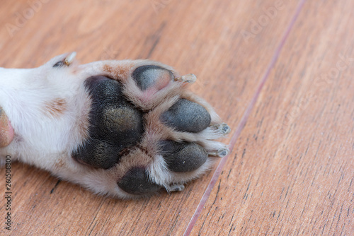 Fototapeta Naklejka Na Ścianę i Meble -  The dog's feet are not clean