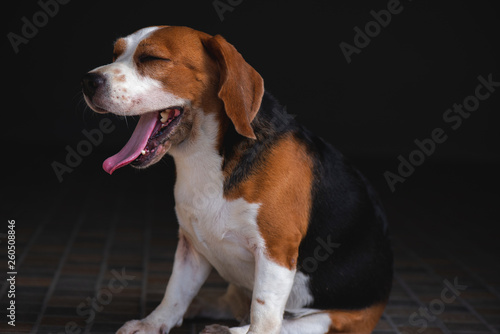 Beagle dog standing yawning