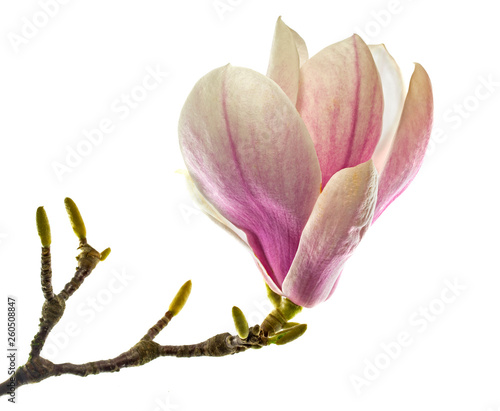 magic magnolia flower (Magnolia denudata) isolated on white background. Magnolia flower isolated on white background. pink magnolia flower isolated on white background