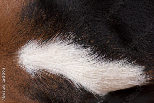 The dog's hairs are brown, white and black