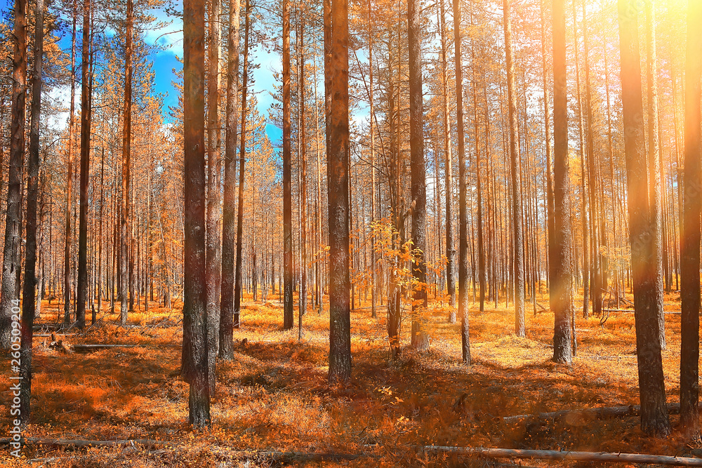 Fototapeta premium autumn forest landscape / yellow forest, trees and leaves October landscape in the park