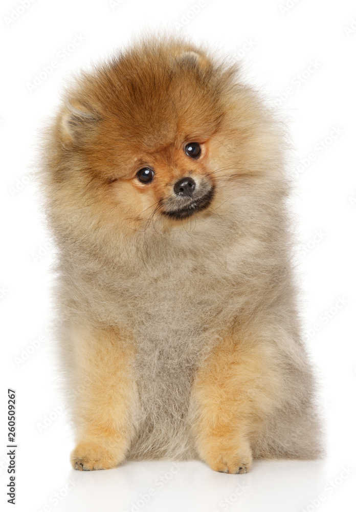 Pomeranian Spitz puppy sits on white background