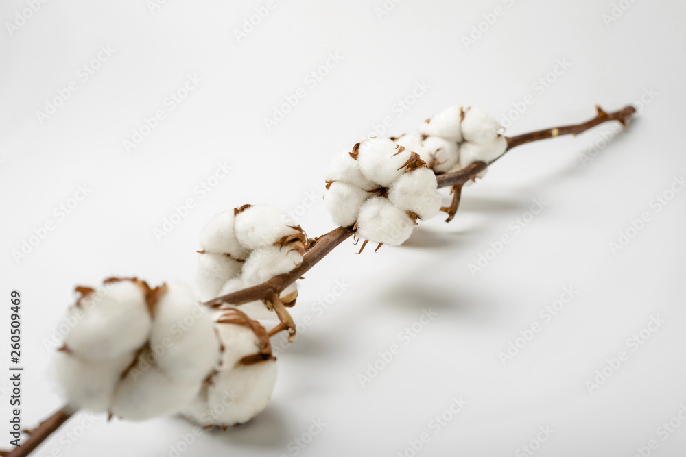 Cotton Branch on White Background. Soft and Delicate White Cotton Flowers. Cotton Branch on White Background. Soft and Delicate White Cotton Flowers.