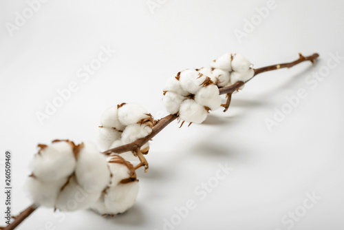 Cotton Branch on White Background. Soft and Delicate White Cotton Flowers.