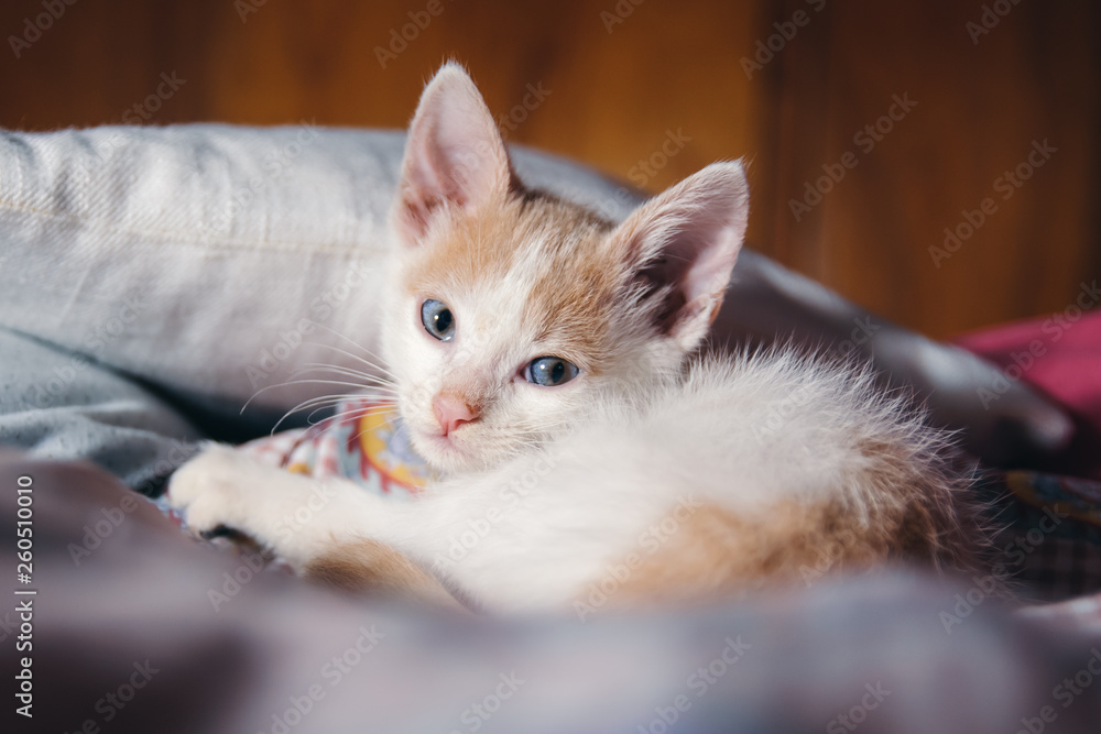 Gatito Gatito